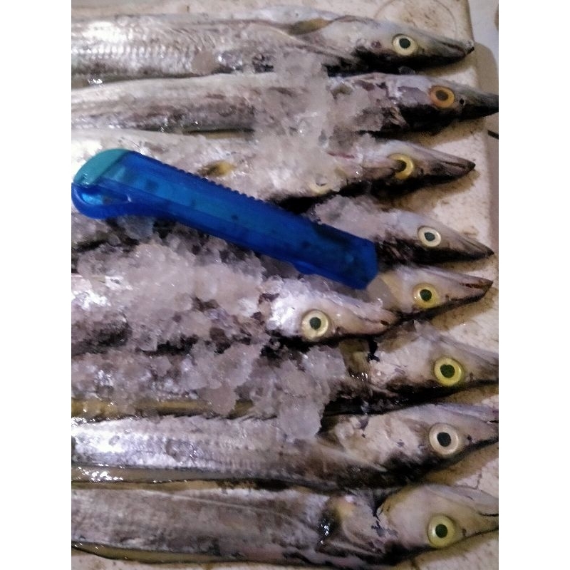 Jual Ikan Layur Segar Fresh 1Kg Hasil Tangkapan Nelayan Harian ...