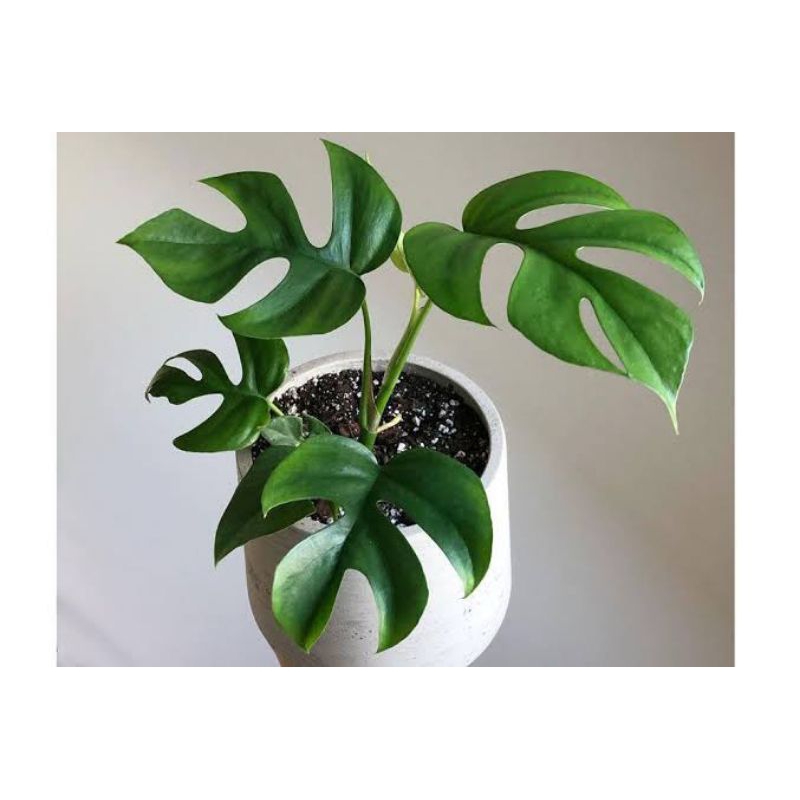 Jual MONSTERA RHAPIDOPHORA-tanaman hias monstera-tanaman hias murah ...
