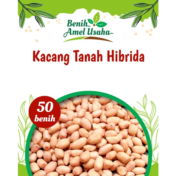 Jual Benih Kacang Tanah Hiribda Kulit Putih Super Isi Benih Bibit