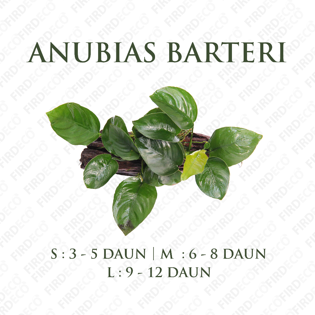 Jual Anubias Barteri Tanaman Aquascape Low Co2 Shopee Indonesia