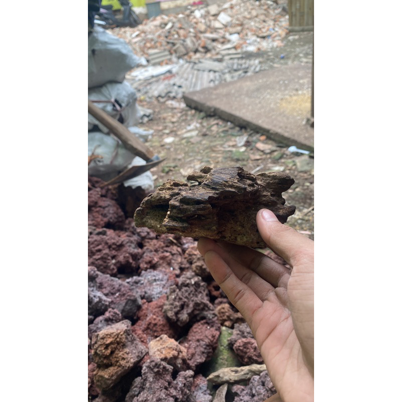 Jual kayu rentek natural berkarakter | Shopee Indonesia