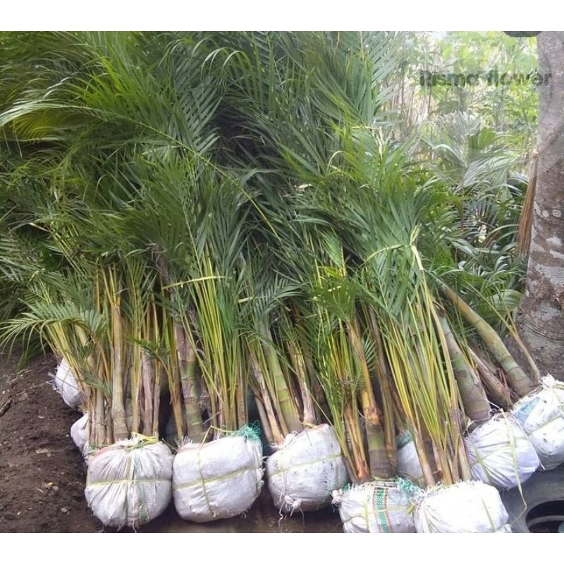 Jual Tanaman hias pohon palem kuning per rumpun tinggi ±1.5 meter ...