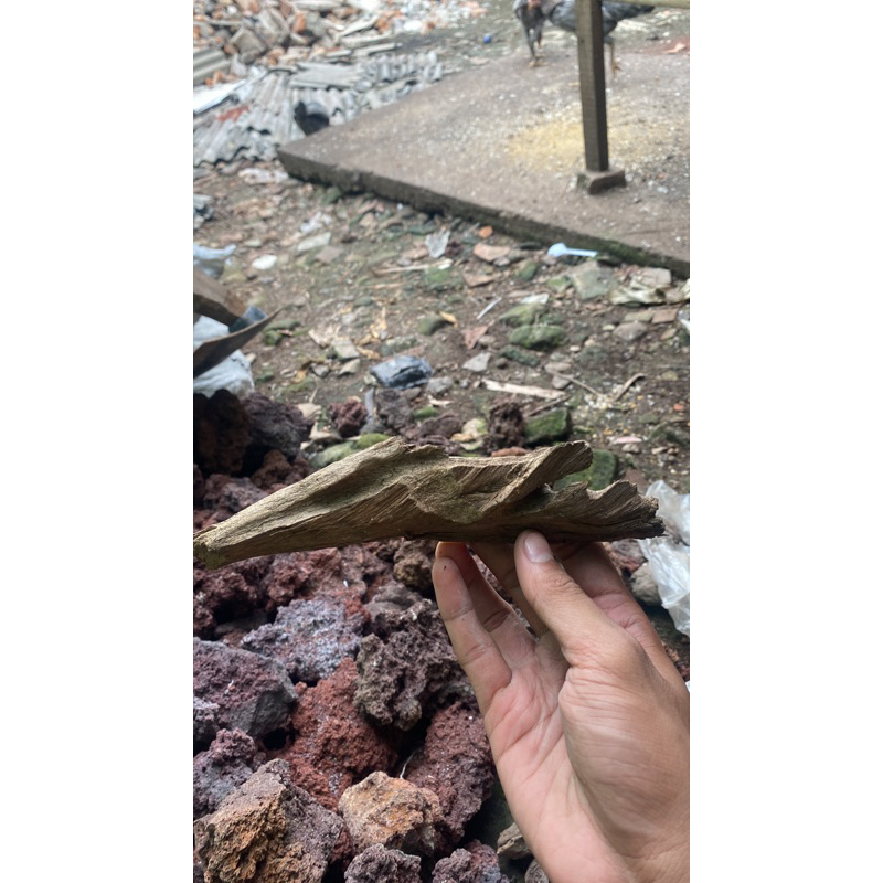 Jual kayu rentek natural berkarakter | Shopee Indonesia