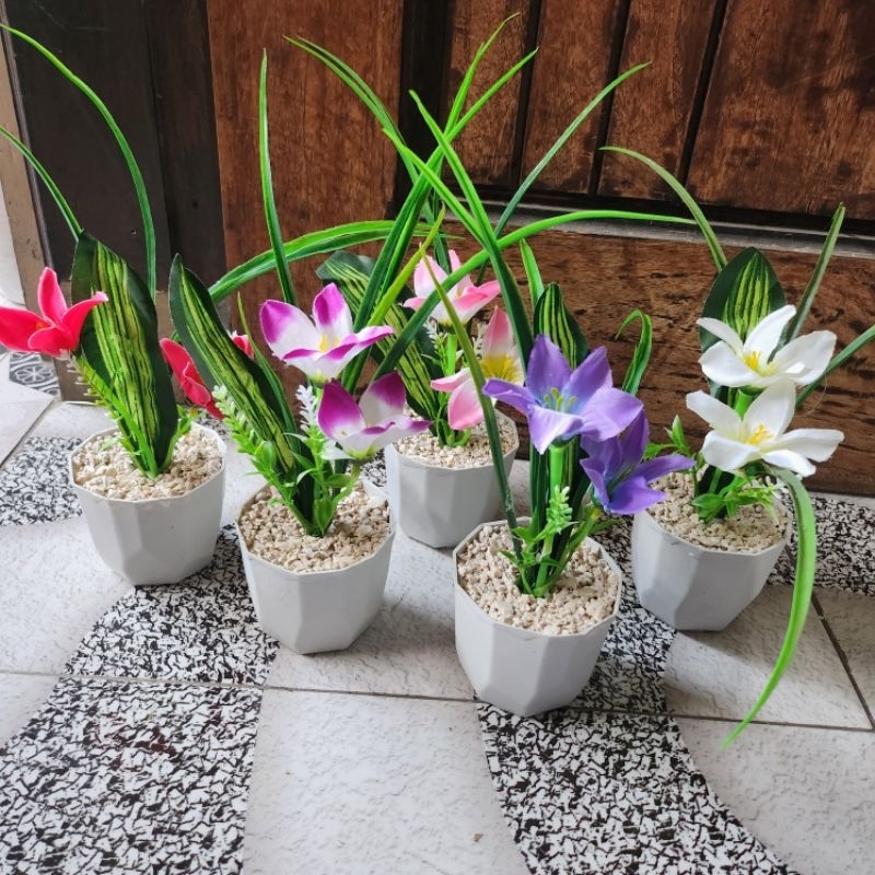 Jual Bunga Lily Bintang Rumput + Pot | Shopee Indonesia