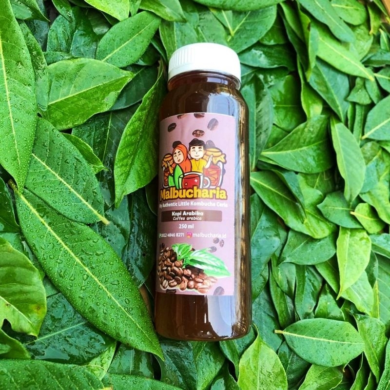 Jual Kombucha Coffee Kombucha Kopi Minuman Fermentasi Scoby Kombucha