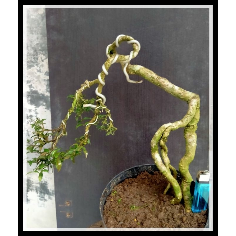 Jual sakura micro sesuai gambar | Shopee Indonesia