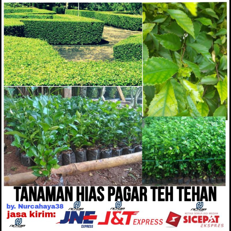 Jual Tanaman Teh Tehan Acalypha Siamensis Tanaman Pagar Teh Tehan