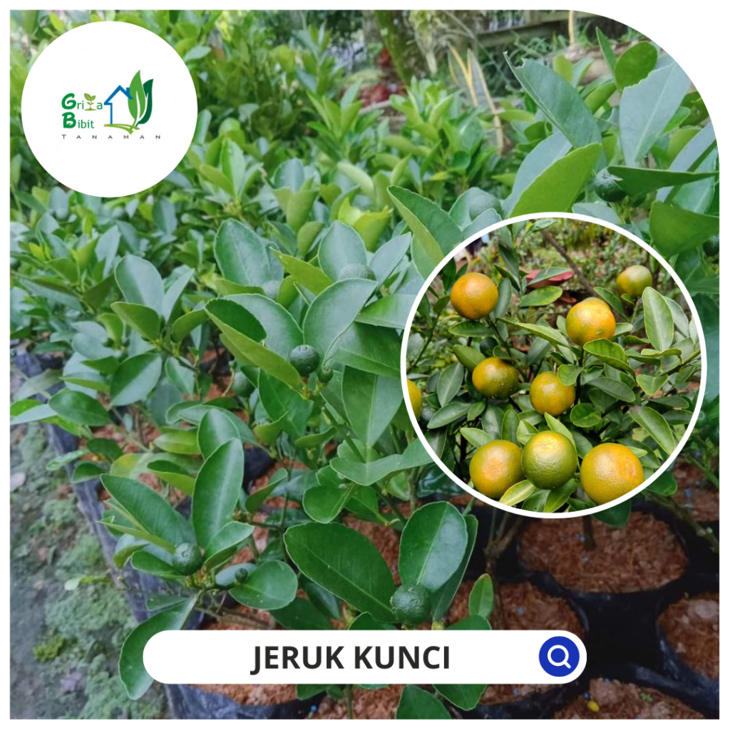 Jual Bibit Jeruk Kunci Bibit Jeruk Lemon Cui Bibit Jeruk Kasturi Bibit Jeruk Kalamansi 9726