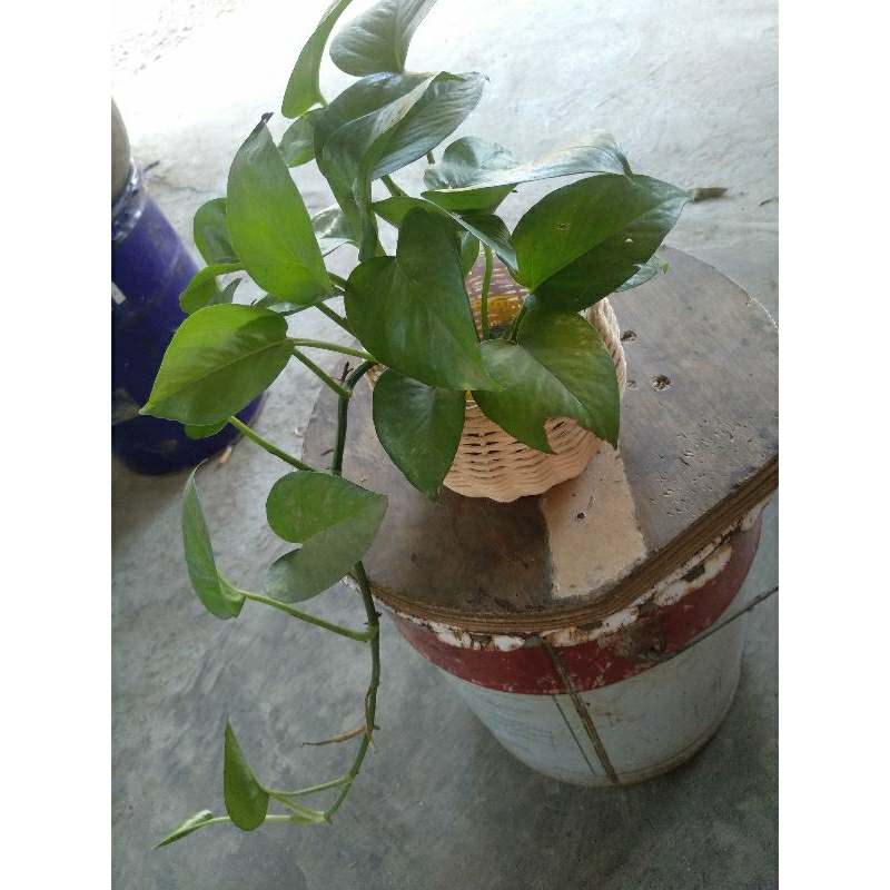 Jual Pot Rotan Bahan Rotan Kekinian Premium Ready Stock Vas Rotan ...
