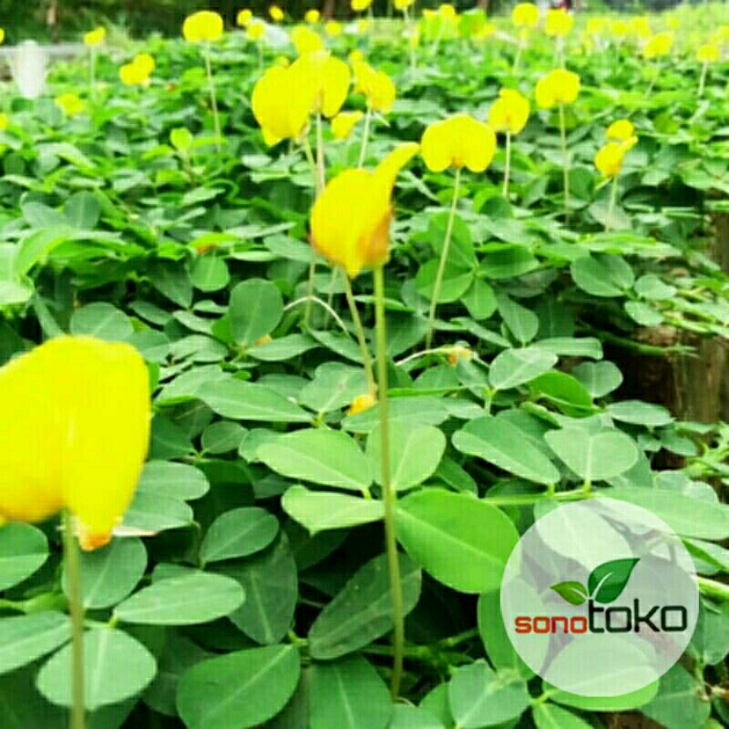 Jual Tanaman Landep hamparan pendek pengganti rumput | Shopee Indonesia