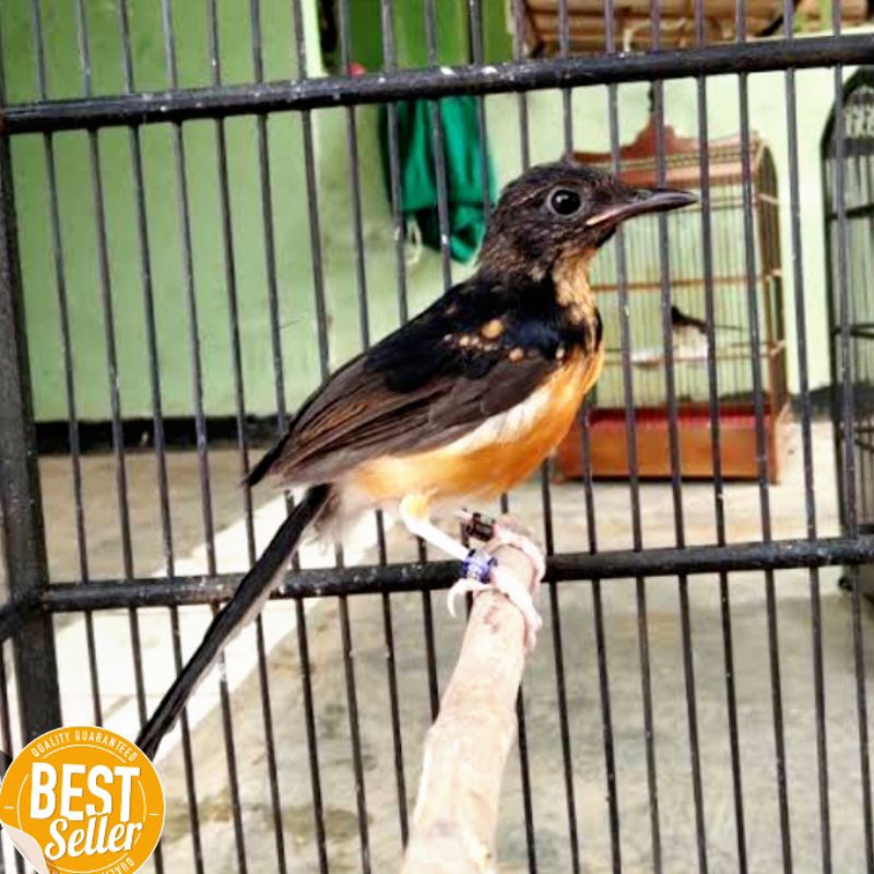 Jual Burung Murai Medan Trotol Jantan Murai Trotol Medan Murah Shopee