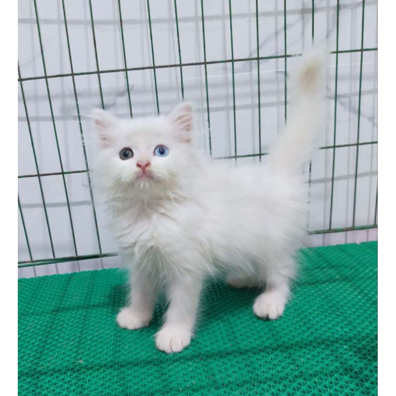 Jual Kucing Odd Eye Terlengkap & Harga Terbaru Juli 2026 | Shopee Indonesia