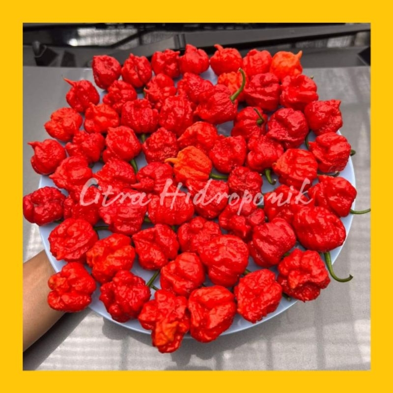 Jual BUAH Cabai CAROLINA REAPER RED Cabe terpedas nomor 1 di dunia ...