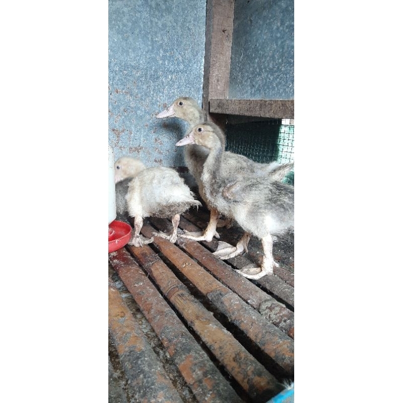 Jual Anak entok / mentok Rambon Asli | Shopee Indonesia