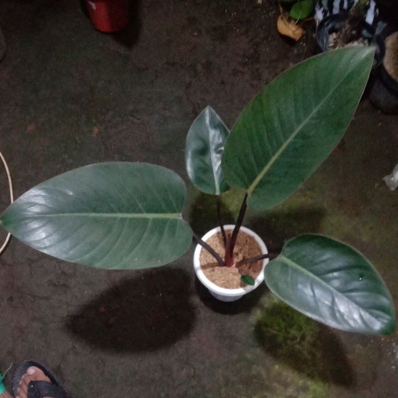 Jual philo rojo congo | Shopee Indonesia