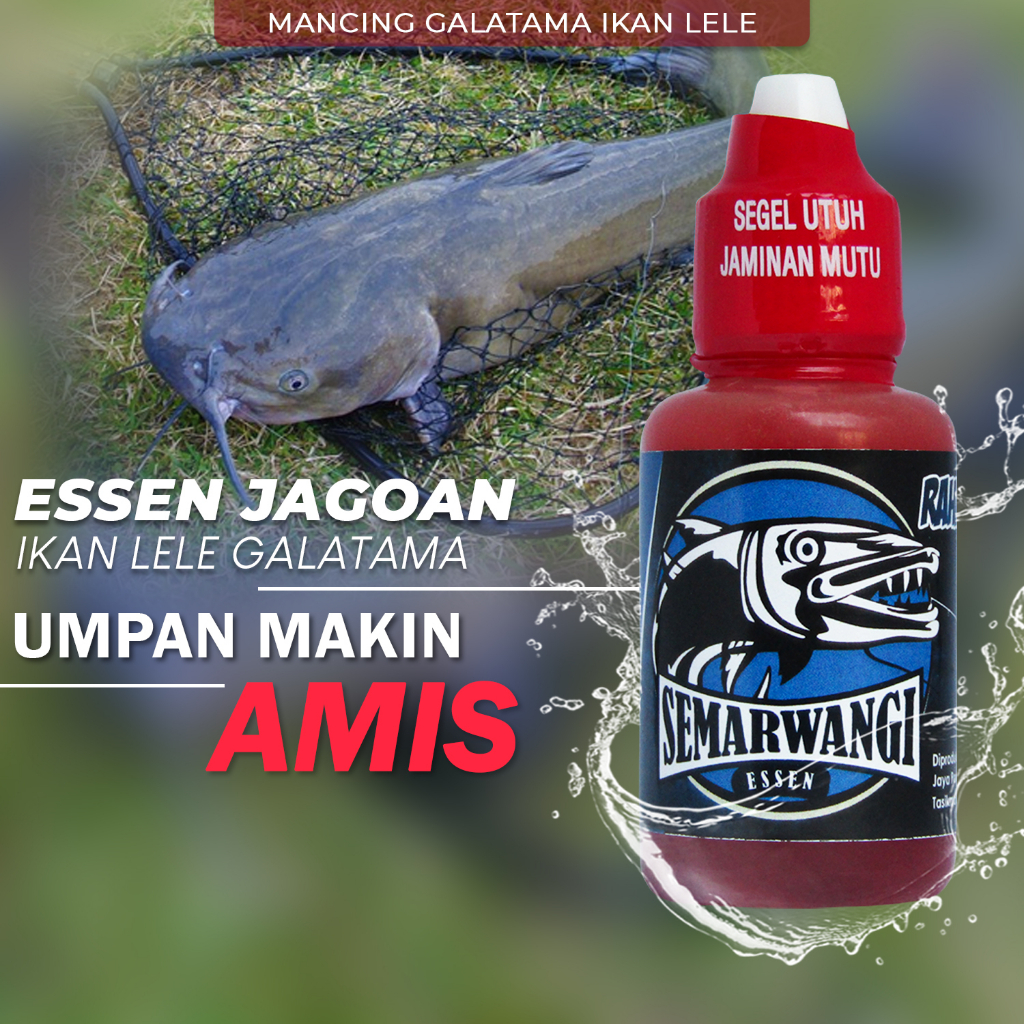 Jual Semarwangi Essen Ikan Lele Mancing Galatama Lomba Induk Babon Isi