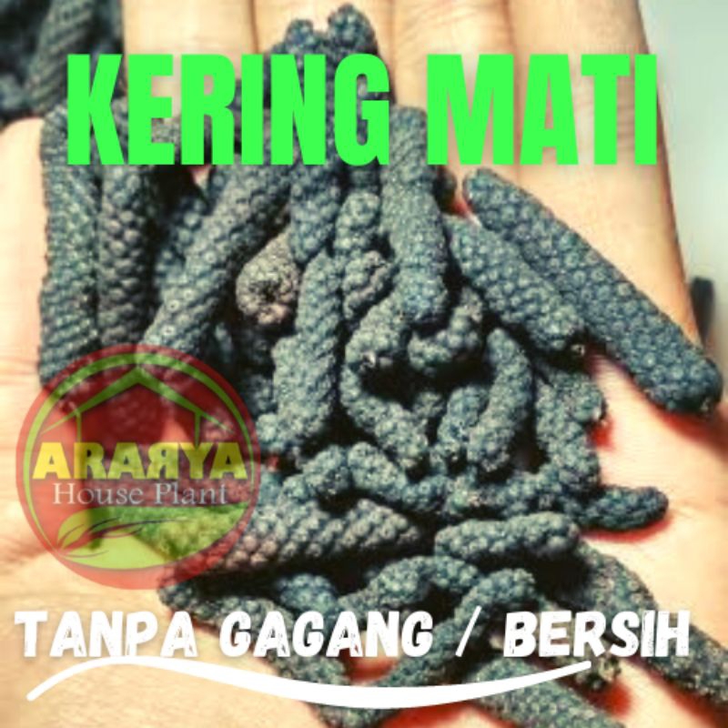 Jual Cabe Jawa Cabe Puyang 1 Kg Cabe Jamu Kering Cabai Puyang