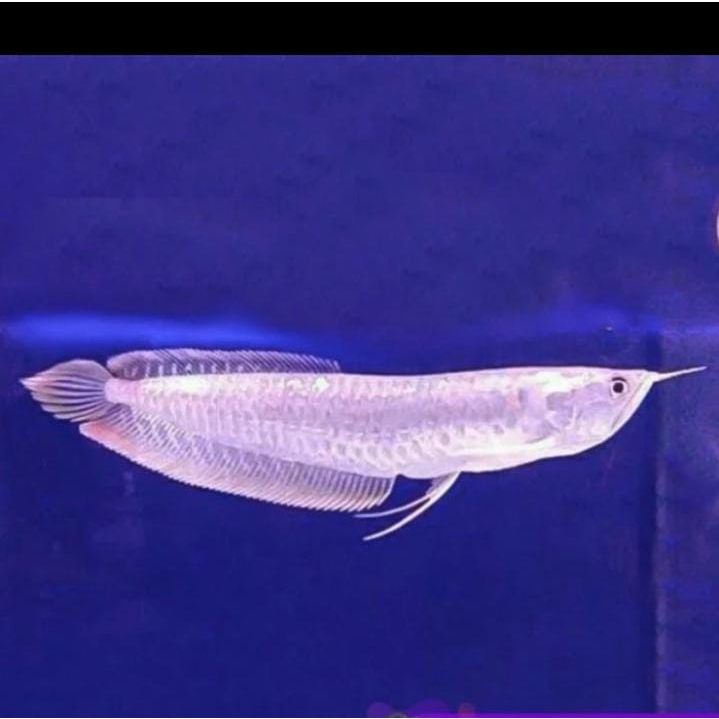 Jual ikan arwana silver red punggung merah super size 20 / 24 cm ...