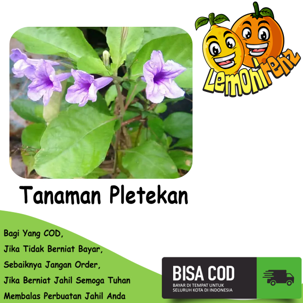 Jual Pletekan 100 Gram Tanaman Obat Herbal Daun Peletekan Bunga Kencana