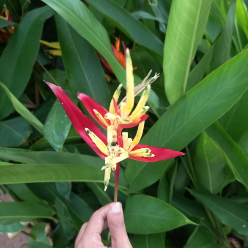 Jual Tanaman Hias Heliconia Psicattorum Andromeda Heliconia Flower