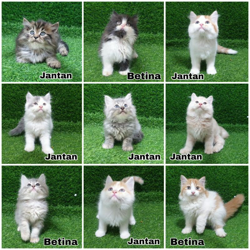 Kucing Persia dengan bulu lebat dan wajah imut di Kecamatan Pare