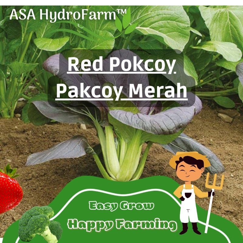 Jual Asa Hydrofarm Biji Benih Bibit Sawi Sendok Merah Red Pokcoy Pakcoy Pakchoy