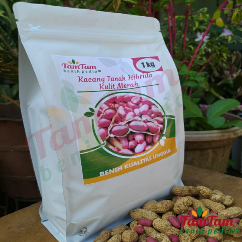 Jual Benih Kacang Tanah Jumbo Super Hibrida Kulit Merah 1kg New