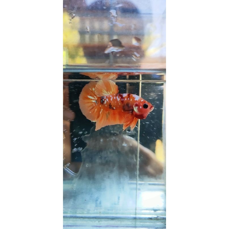 Jual Nemo mult | Shopee Indonesia