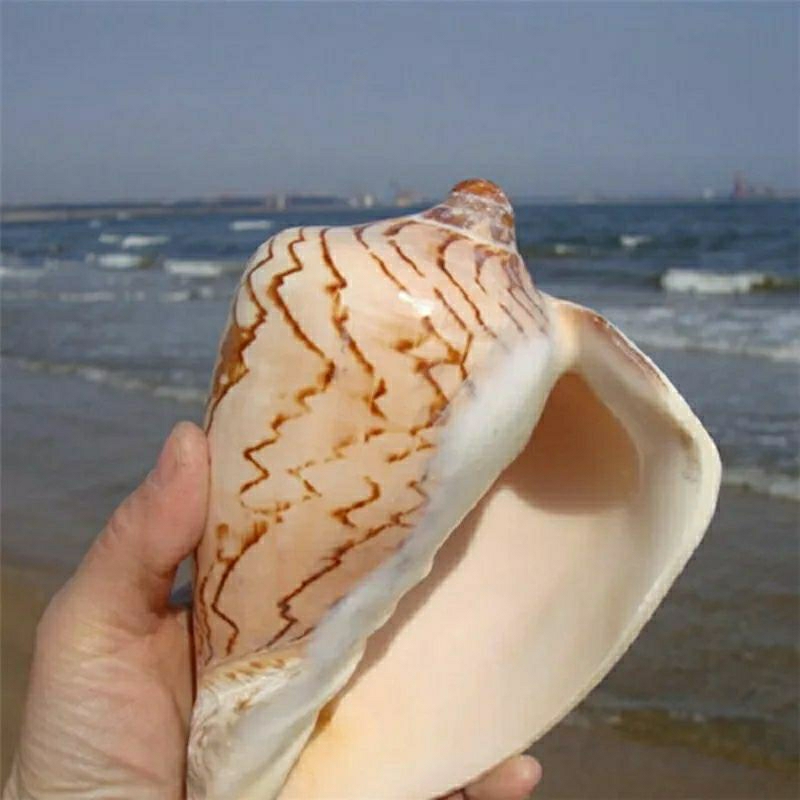 Jual CYMBIOLA NOBILIS SHELLS CANGKANG KERANG TIUP BINGA PINANG | Shopee ...