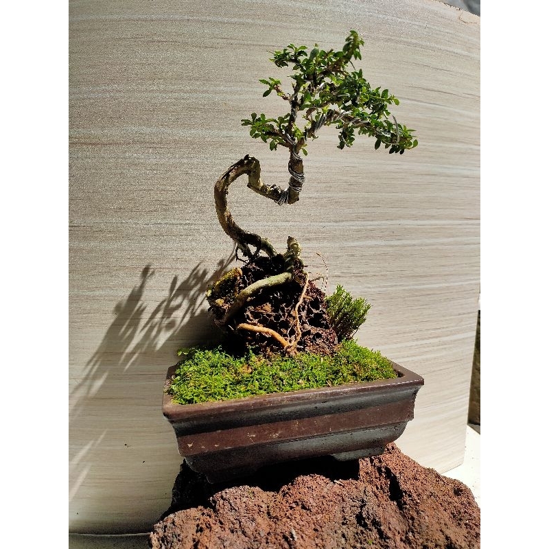 Bonsai Bunjin Onrock Serissa Japonica Daun Micro