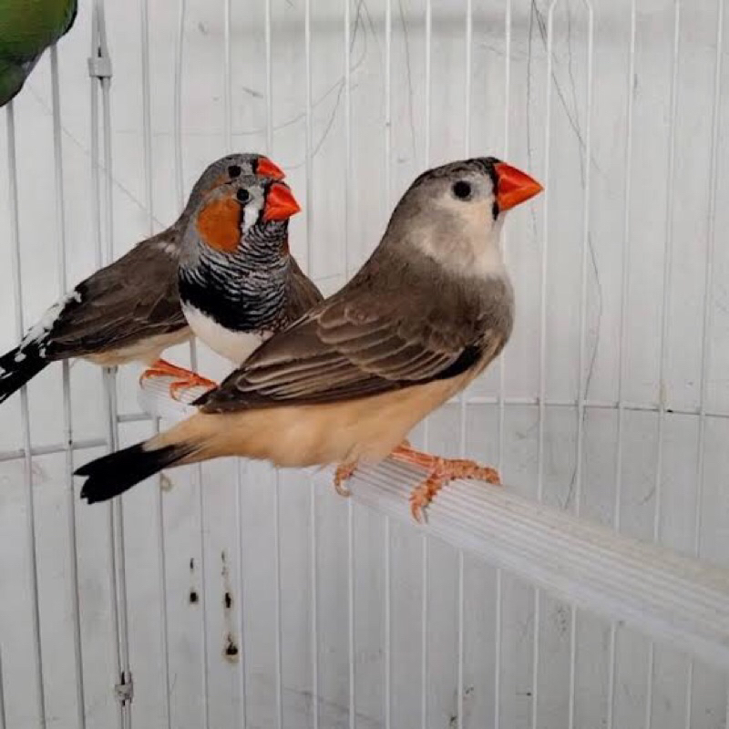 Jual zebra finch Harga Terbaik Termurah November 2025 Shopee