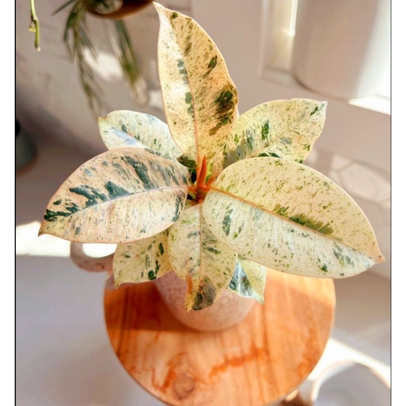 Jual Tanaman Hias Ficus Shivereana - Bunga Aglaonema Murah Merah BUKAN ...