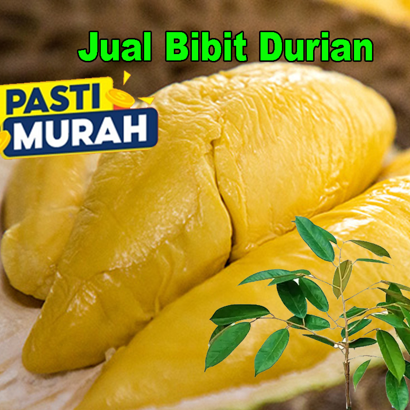 Bibit Durian Bawor Jumbo Okulasi Unggul