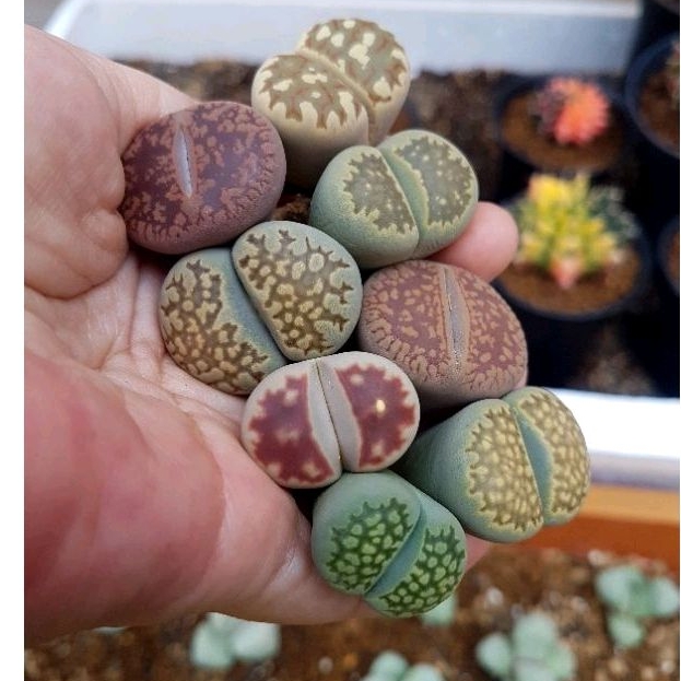 Jual Lithops Single | Shopee Indonesia