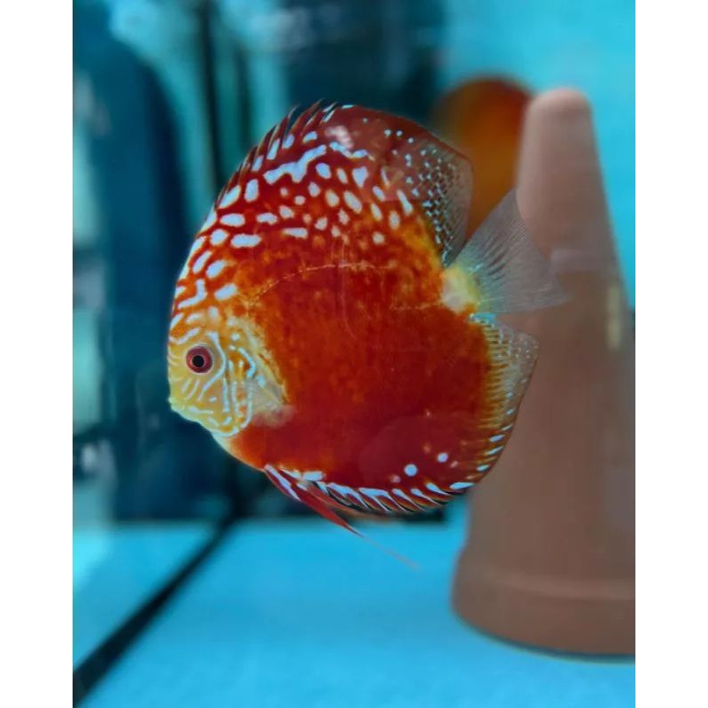 Jual Discus Red Raflesia Ukuran 2 cm | Shopee Indonesia