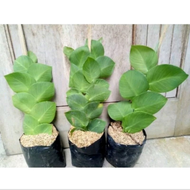 Jual Tanaman Dolar rambat / ficus pumila | Shopee Indonesia