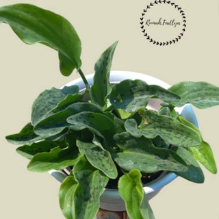 Porno semiz ayol paypoq pesters