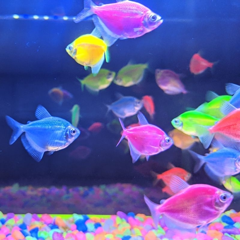 Jual GLOWFISH glofis full colour isi 20,30 Ornamen aquarium dekorasi ...