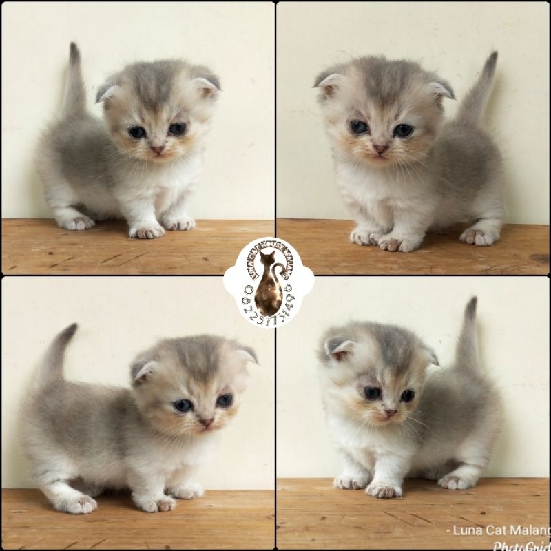 Jual kucing munchkin gaelic fold | Shopee Indonesia