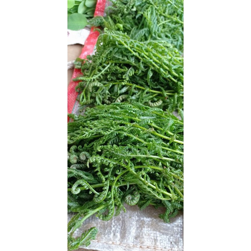 Jual Sayur Pakis Paku 1kg Sayur Pakis Paku Segar 1kg Shopee Indonesia