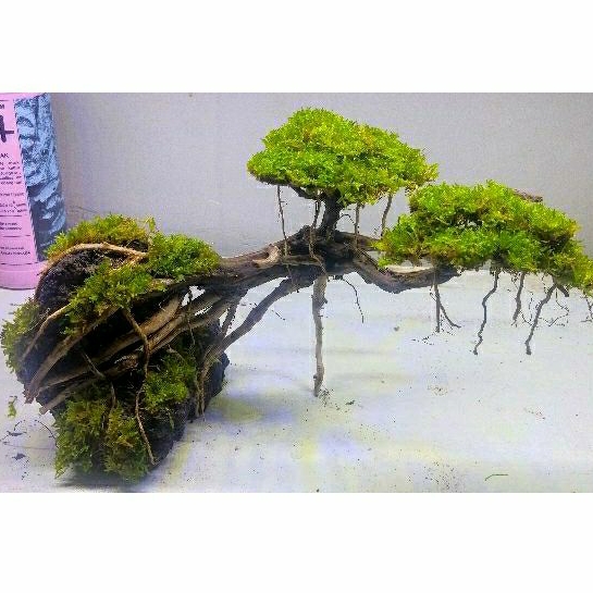 Jual POHON BONSAI AQUASCAPE/AKUARIUM Shopee Indonesia