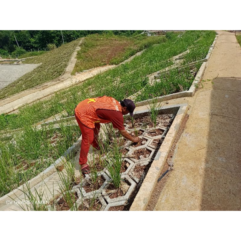 Jual Paket 20 Batang Rumput Vetiver Akar Wangi Pencegahan Erosi Tanah ...