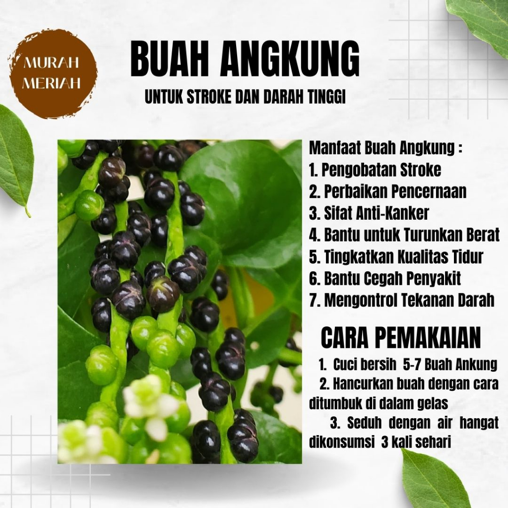 Jual Buah Angkung Angkong Segar Obat Herbal Stroke Dan Darah Tinggi