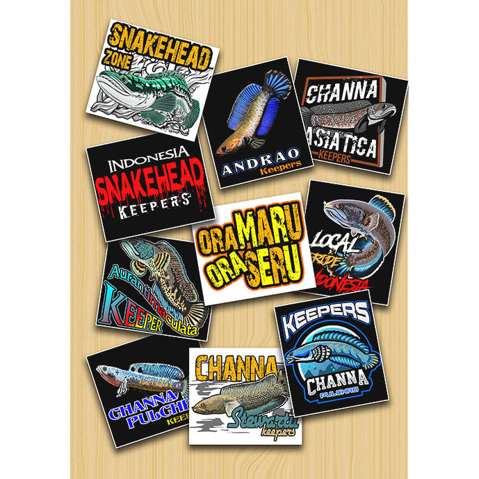 Jual STICKER CHANNA STIKER IKAN CHANA KEPERS INDONESIA | Shopee Indonesia