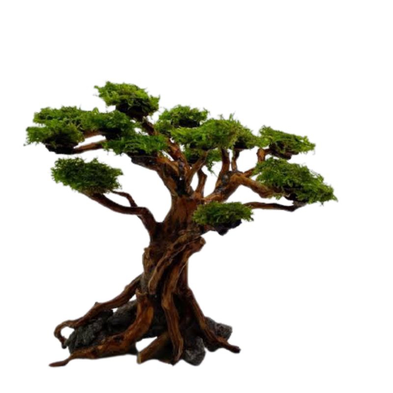 Jual pohon bonsai tree on a stone include moss siap pasang untuk