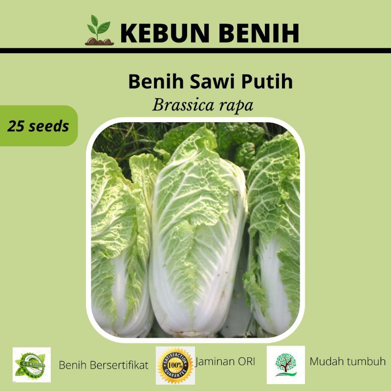 Jual Benih Sawi Putih Sawi Putih Ori Shopee Indonesia