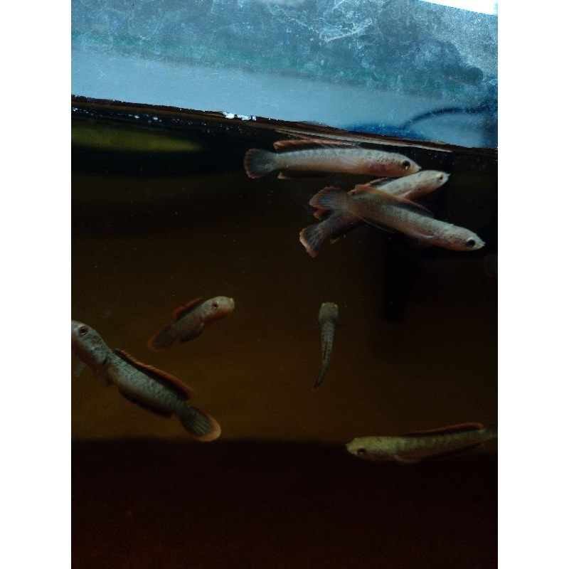 Jual limbata cb lawu premium 4cm 10 ekor | Shopee Indonesia