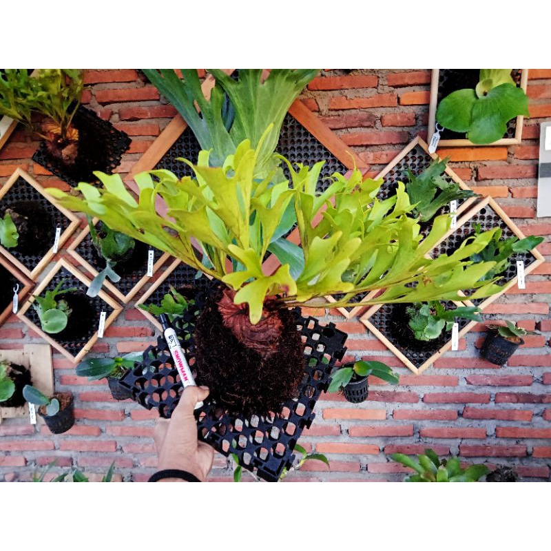 Jual Platycerium Ridleyi, Simbar, Tanduk Rusa, tanaman eksotis ...