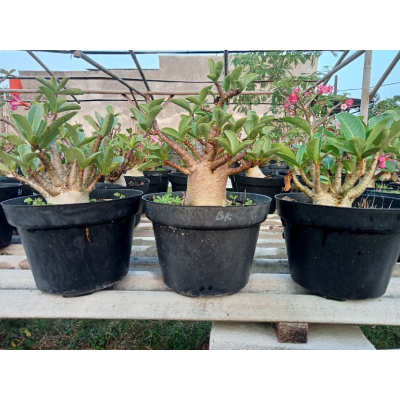Jual PAKET 3 POHON ADENIUM ( Adenium Arabicum/Karakter) | Shopee Indonesia