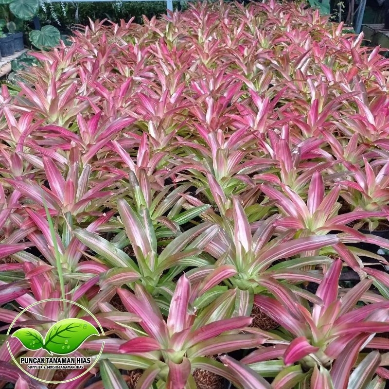 Jual Tanaman bromelia tricolor - Bromelia tri color | Shopee Indonesia